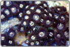 Halo Polyp's from the other World. Jakarta Collected